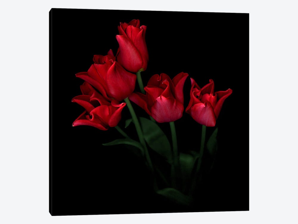 A Tightly Grouped Red Tulip Bouquet by Magda Indigo 1-piece Canvas Print