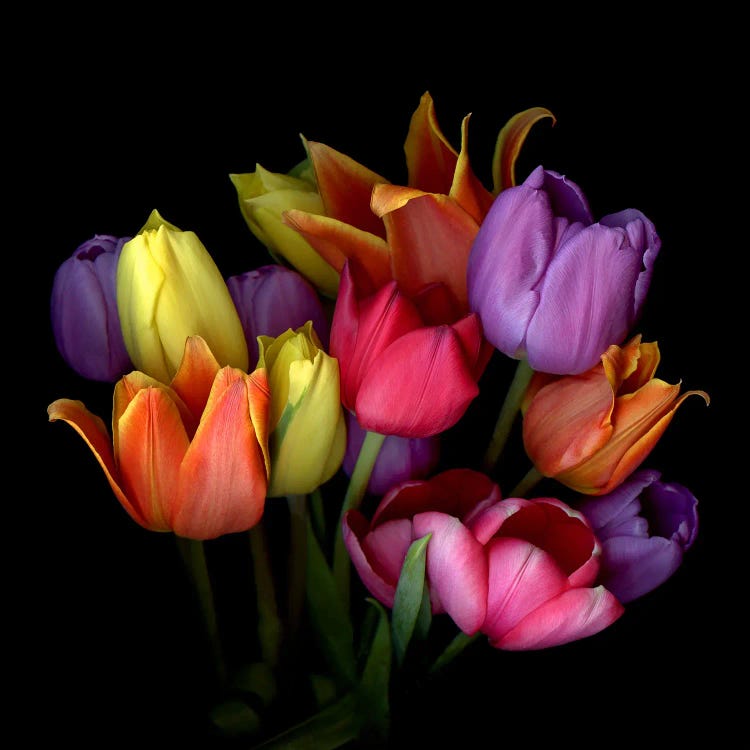 Bouquet Of Orange, Yellow, Purple And Pink Tulips