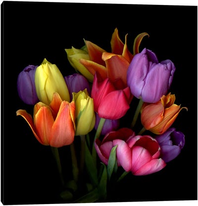 Bouquet Of Orange, Yellow, Purple And Pink Tulips Canvas Art Print - Magda Indigo