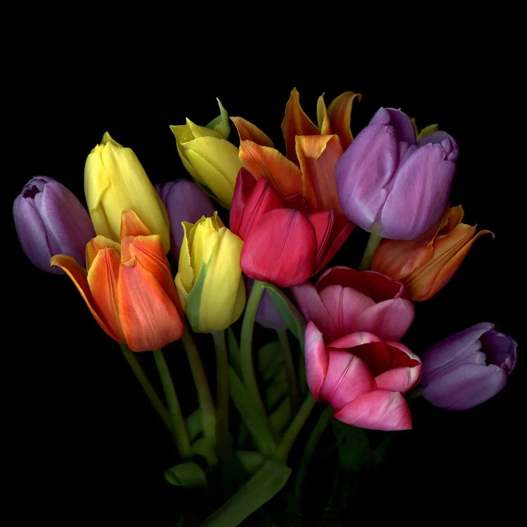 Bouquet Of Orange, Yellow, Purple, Red And Pink Tulips