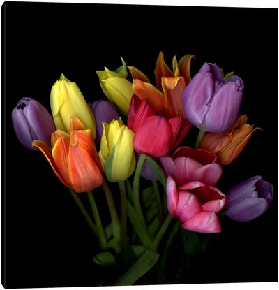 Bouquet Of Orange, Yellow, Purple, Red And Pink Tulips Canvas Art Print - Magda Indigo