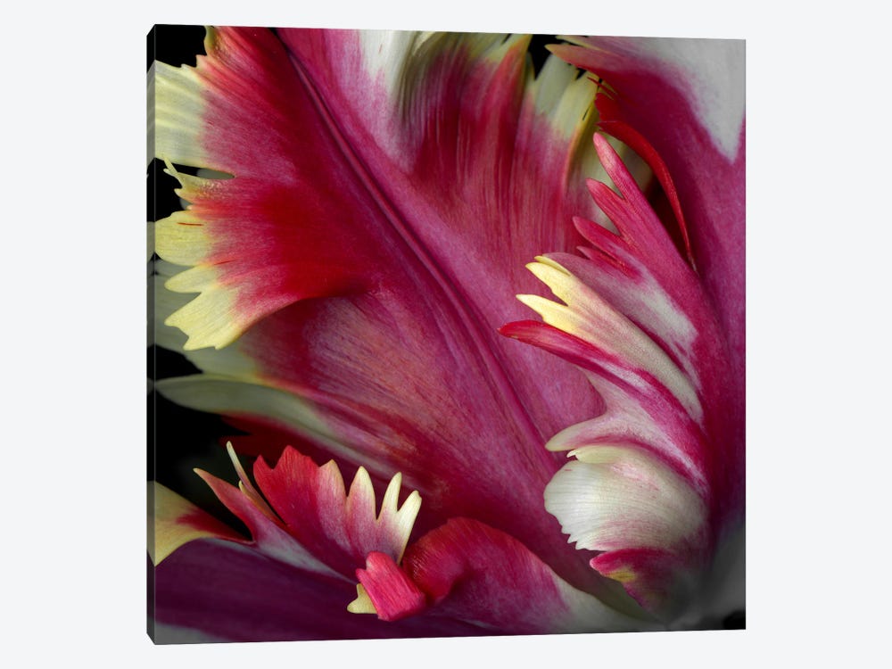 Close-Up Of A Tulip by Magda Indigo 1-piece Canvas Artwork