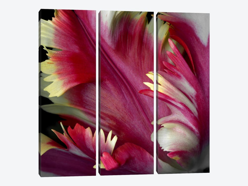 Close-Up Of A Tulip by Magda Indigo 3-piece Canvas Artwork