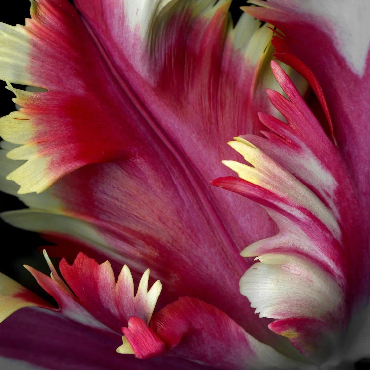 Close-Up Of A Tulip