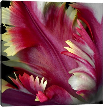 Close-Up Of A Tulip Canvas Art Print - Magda Indigo