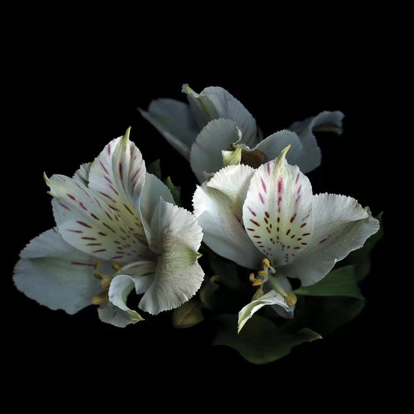 Still Life Photography: Let's Take It From The Top by Magda Indigo