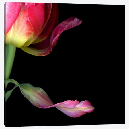 Close-Up Of Tulip Petals Canvas Print #MAG410} by Magda Indigo Art Print