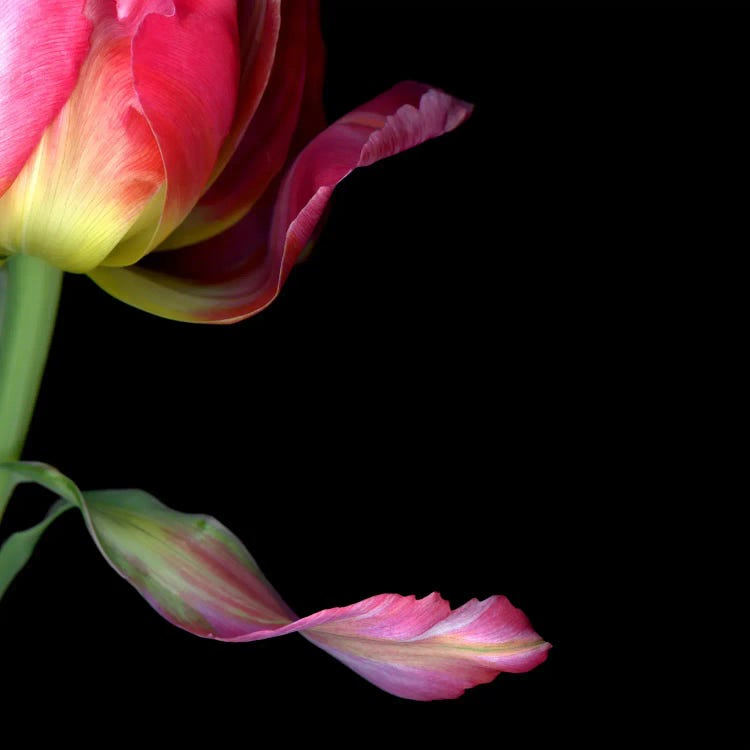 Close-Up Of Tulip Petals