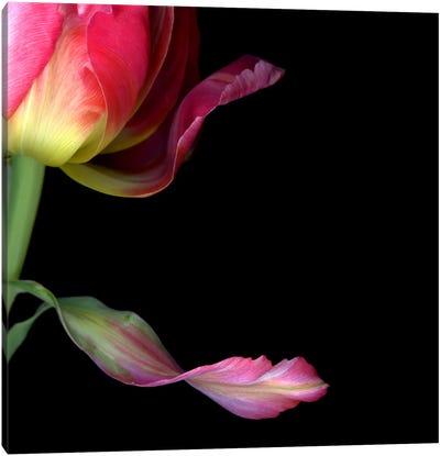 Close-Up Of Tulip Petals Canvas Art Print - Magda Indigo
