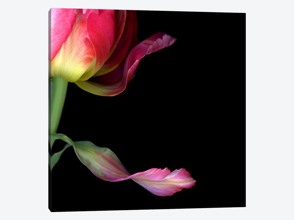 Close-Up Of Tulip Petals by Magda Indigo 1-piece Canvas Art