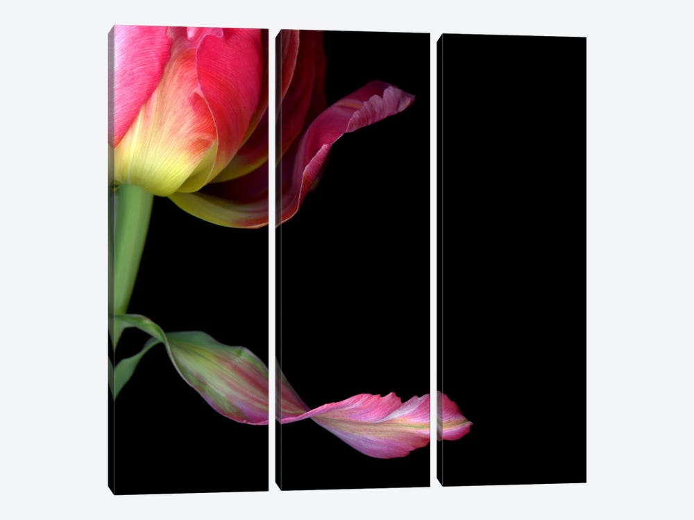 Close-Up Of Tulip Petals by Magda Indigo 3-piece Canvas Art