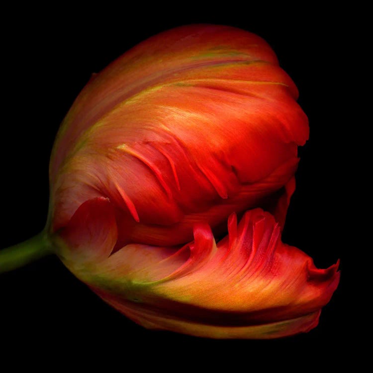 Close-Up Side View Of An Exotic Red Parrot Tulip