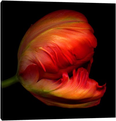 Close-Up Side View Of An Exotic Red Parrot Tulip Canvas Art Print - Magda Indigo
