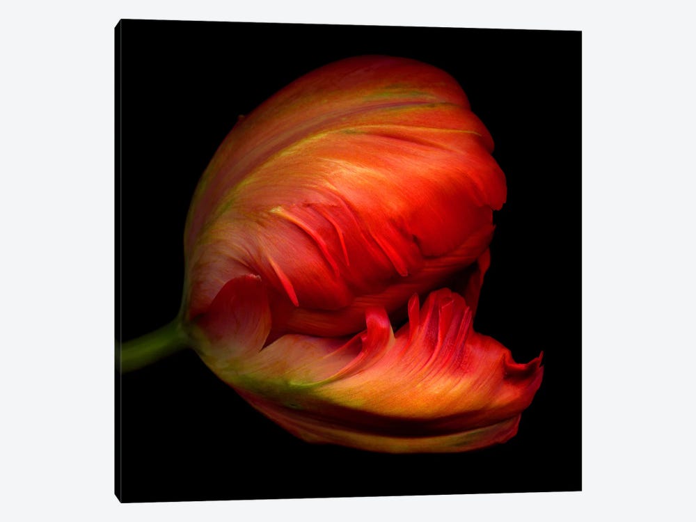 Close-Up Side View Of An Exotic Red Parrot Tulip by Magda Indigo 1-piece Canvas Art Print