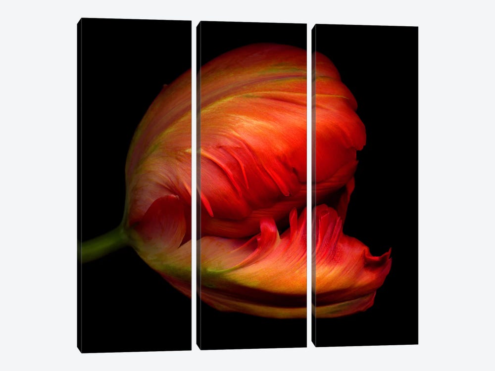 Close-Up Side View Of An Exotic Red Parrot Tulip by Magda Indigo 3-piece Canvas Print