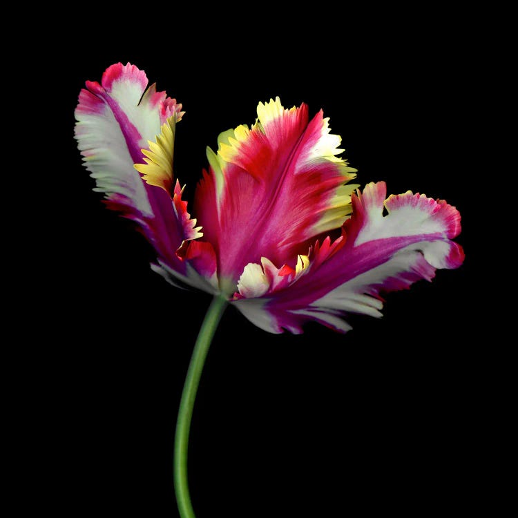 Colourful Joyful Single Tulip