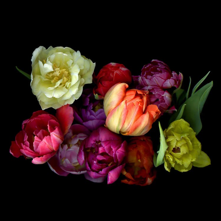 Colourful Mixture Of Double Tulips On A Black Background