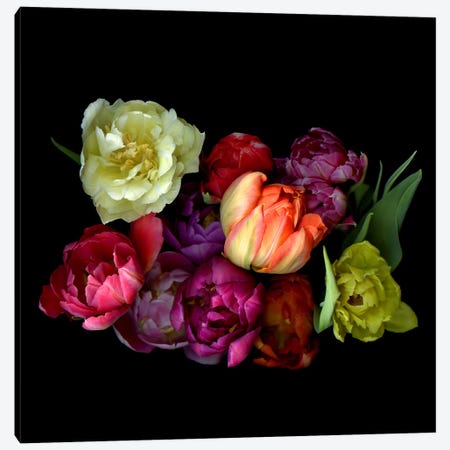 Colourful Mixture Of Double Tulips On A Black Background Canvas Print #MAG413} by Magda Indigo Art Print