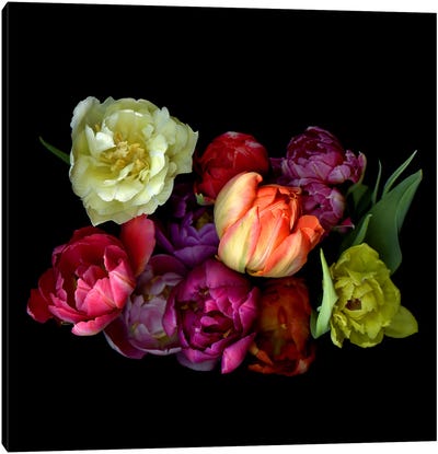 Colourful Mixture Of Double Tulips On A Black Background Canvas Art Print - Magda Indigo