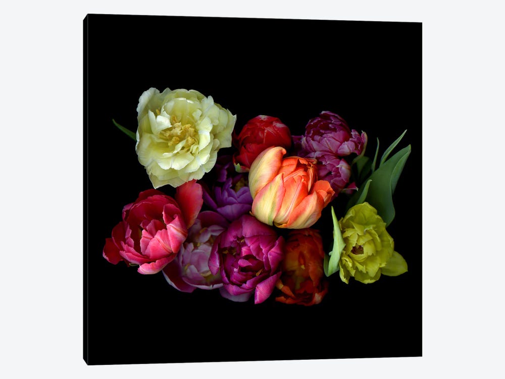 Colourful Mixture Of Double Tulips On A Black Background by Magda Indigo 1-piece Canvas Print