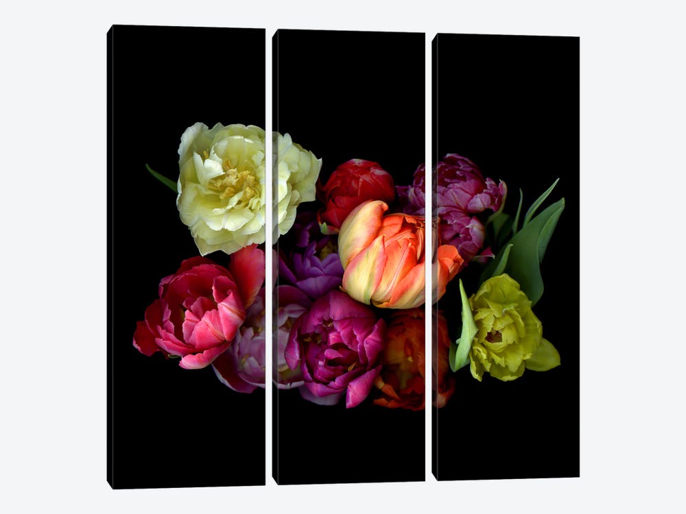 Colourful Mixture Of Double Tulips On A Black Background by Magda Indigo 3-piece Canvas Art Print