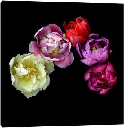 Colourful Tulip Bouquet On A Black Background Canvas Art Print - Magda Indigo
