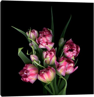 Double Tulips Tightly Grouped Canvas Art Print - Magda Indigo