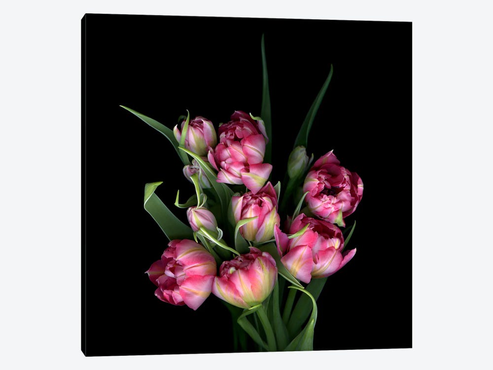 Double Tulips Tightly Grouped by Magda Indigo 1-piece Canvas Art Print