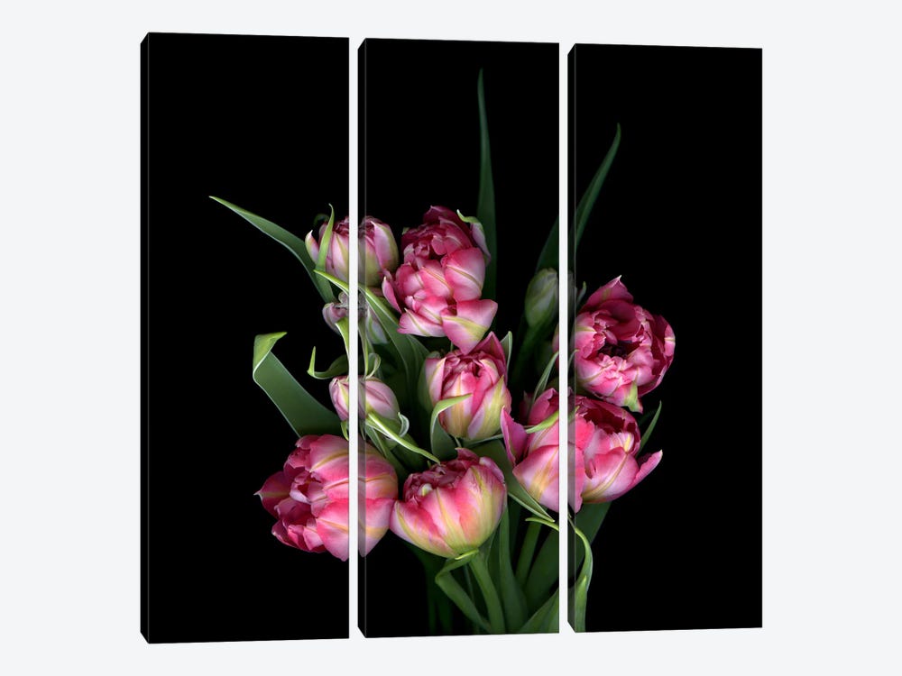 Double Tulips Tightly Grouped by Magda Indigo 3-piece Canvas Print