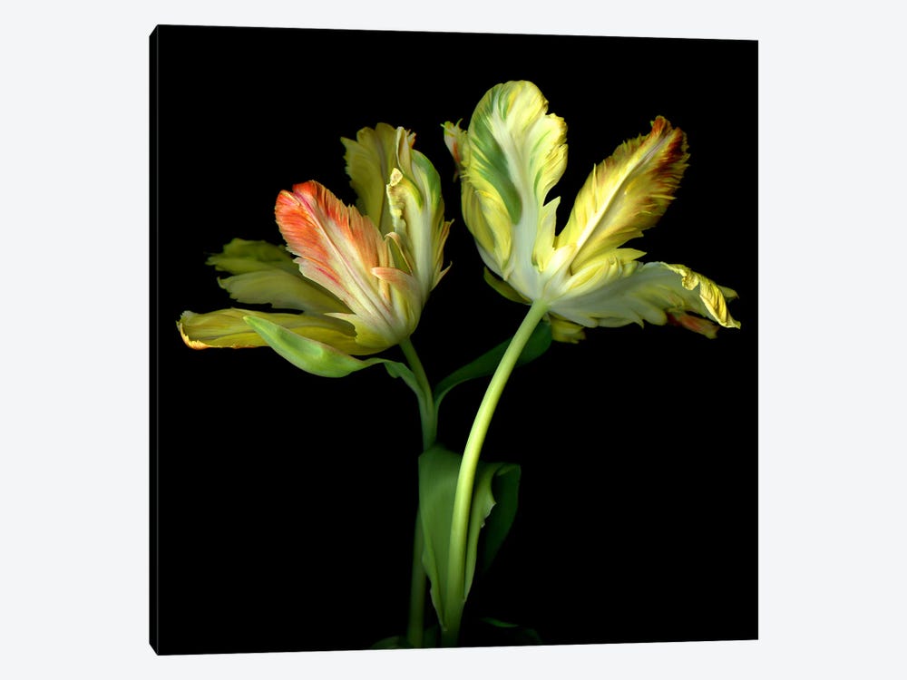 Dramatic Parrot Tulips by Magda Indigo 1-piece Canvas Wall Art