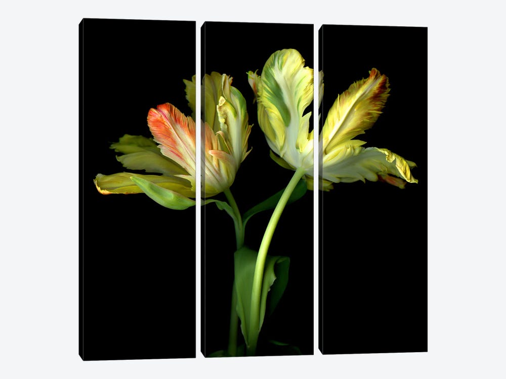 Dramatic Parrot Tulips by Magda Indigo 3-piece Canvas Art