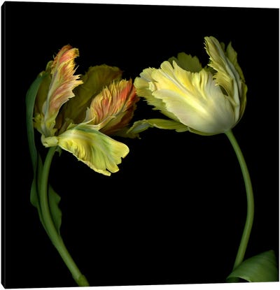 Dramatic Parrot Tulips Together In A Romantic Gesture Canvas Art Print - Magda Indigo