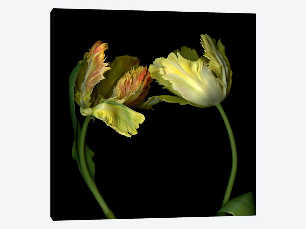 Dramatic Parrot Tulips Together In A Romantic Gesture by Magda Indigo 1-piece Canvas Art Print