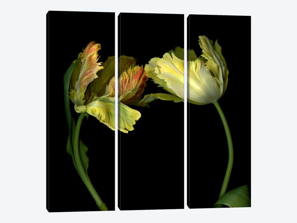 Dramatic Parrot Tulips Together In A Romantic Gesture by Magda Indigo 3-piece Art Print