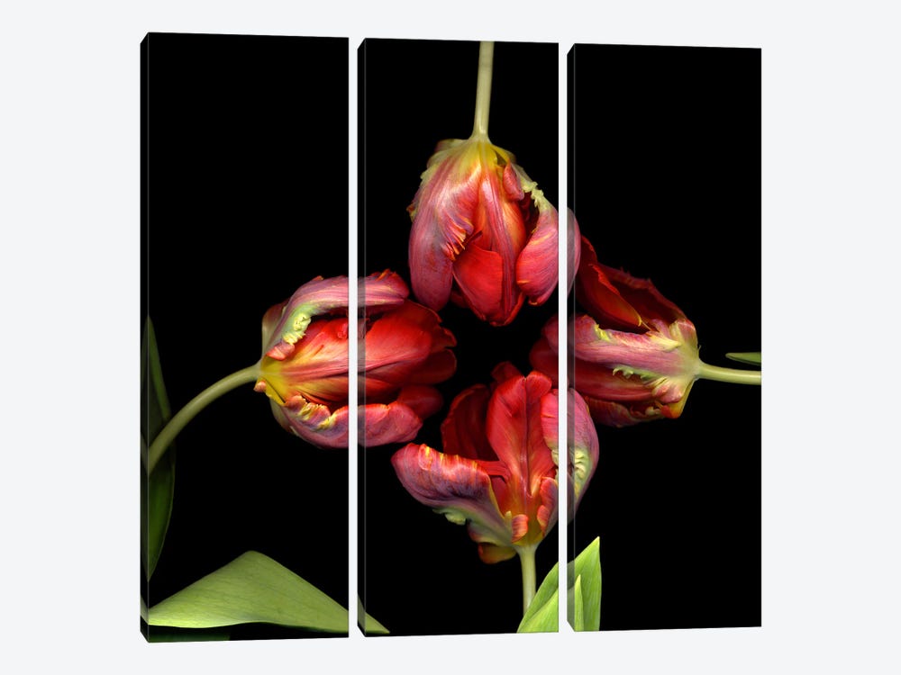 Four Parrot Tulips With Their Heads Together by Magda Indigo 3-piece Canvas Artwork