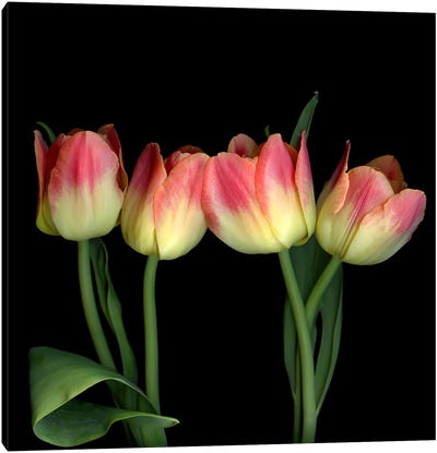 Four Yellow And Red Tulips Canvas Art Print - Magda Indigo