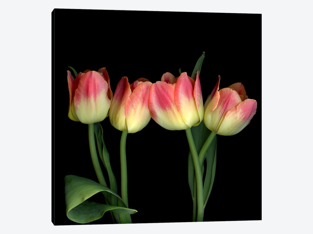 Four Yellow And Red Tulips by Magda Indigo 1-piece Canvas Print