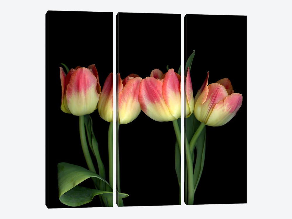Four Yellow And Red Tulips by Magda Indigo 3-piece Canvas Print
