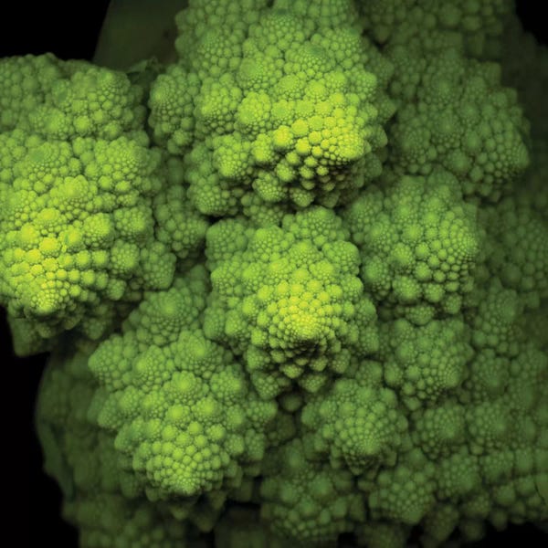 Still Life Photography: Lime Green Broccoflower by Magda Indigo