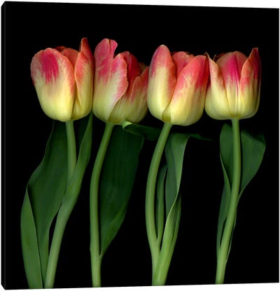 Four Yellow And Red Tulips In A Row Canvas Art Print - Magda Indigo