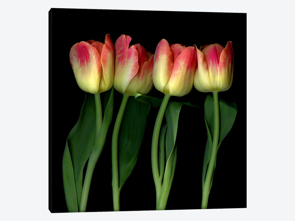 Four Yellow And Red Tulips In A Row by Magda Indigo 1-piece Canvas Art Print