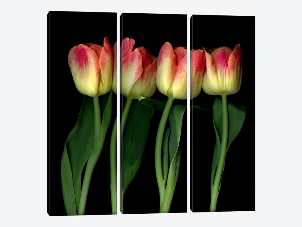 Four Yellow And Red Tulips In A Row by Magda Indigo 3-piece Canvas Print