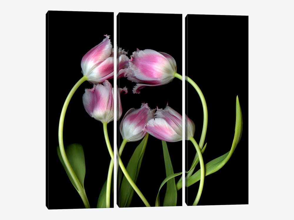 Frilly Edged Pink Tulip Group by Magda Indigo 3-piece Canvas Wall Art