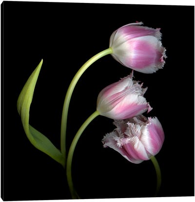 Frilly Edged Pink Tulips Canvas Art Print - Magda Indigo