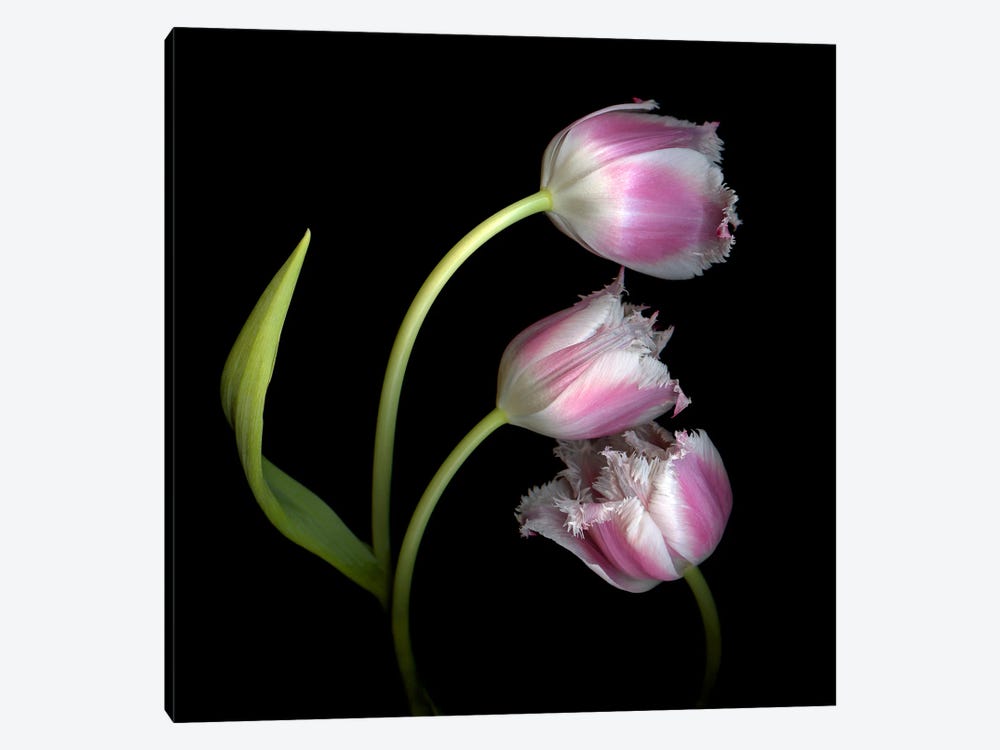 Frilly Edged Pink Tulips by Magda Indigo 1-piece Canvas Art Print