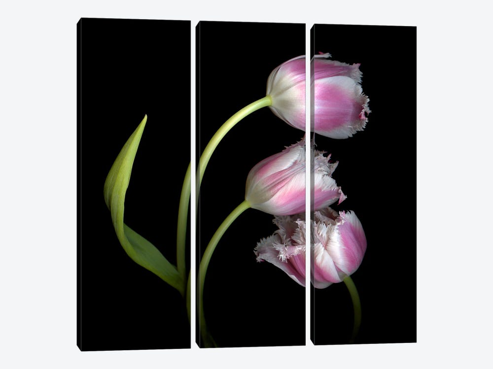 Frilly Edged Pink Tulips by Magda Indigo 3-piece Art Print