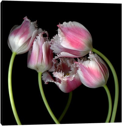 Frilly Edged Pink Tulips Grouped Closely Together Canvas Art Print - Magda Indigo