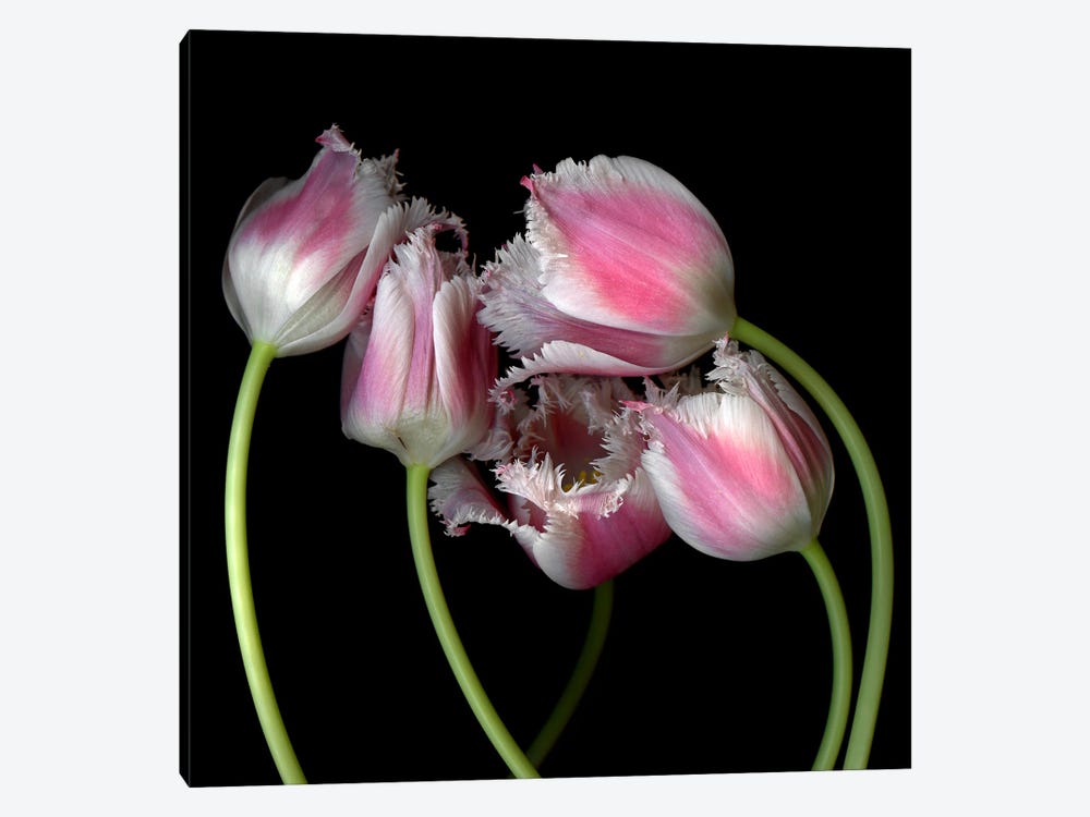 Frilly Edged Pink Tulips Grouped Closely Together by Magda Indigo 1-piece Canvas Artwork
