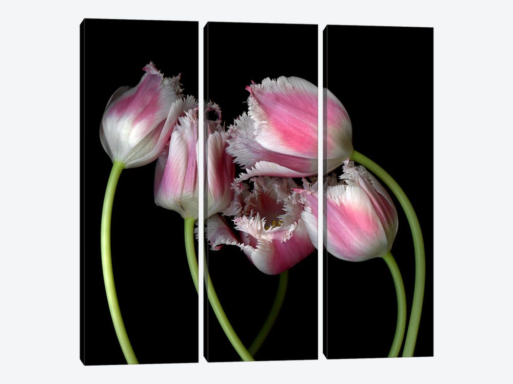 Frilly Edged Pink Tulips Grouped Closely Together by Magda Indigo 3-piece Canvas Artwork