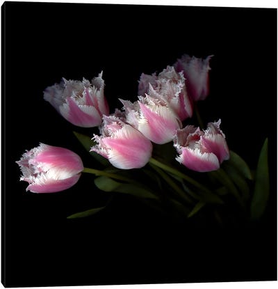 Frilly Edged Pink Tulips Loom Dramatically Out Of The Background Canvas Art Print - Magda Indigo